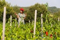 Young woman harvesting red peppers Royalty Free Stock Photo