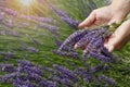 A young woman has freshly cut lavender flowers Lavandula angustifolia The flowers of lavender are beautiful purple colors