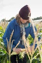 Young woman in hat picks organic corn cob in field