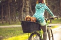 Young woman having fun near countryside park, riding bike, traveling with companion spaniel dog Royalty Free Stock Photo