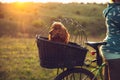 Young woman having fun near countryside park, riding bike, traveling with companion spaniel dog Royalty Free Stock Photo