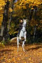 Young woman and her beautiful white arabian stallion rearing up in the autumn woods Royalty Free Stock Photo