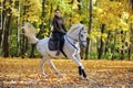 Young woman and her beautiful white arabian stallion riding in the autumn woods Royalty Free Stock Photo