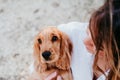 young woman and her cute puppy of cocker spaniel outdoors in a park Royalty Free Stock Photo