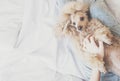 Young woman with her dog in a bed.