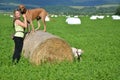 Young woman with her dogs on green meadow, the brown dog stands on roll of hay Royalty Free Stock Photo