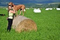 Young woman with her dogs on green meadow, the brown dog stands on roll of hay Royalty Free Stock Photo