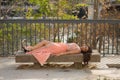 Young woman, Hispanic, beautiful, brunette, with an elegant salmon-colored dress, lying on a wooden bench as if she were sleeping Royalty Free Stock Photo