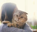 Young woman hugging Scottish fold cat Royalty Free Stock Photo