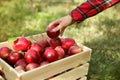 Young woman holding apple above crate outdoors Royalty Free Stock Photo