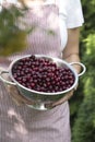 Young woman holding bowl filled with red cherries. Royalty Free Stock Photo