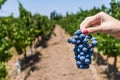 A young woman holding a bunch of red wine grapes in a vineyard. Royalty Free Stock Photo