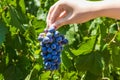 A young woman holding a bunch of red wine grapes in a vineyard. Royalty Free Stock Photo