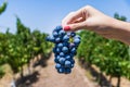 A young woman holding a bunch of red wine grapes in a vineyard. Royalty Free Stock Photo