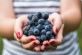 A young woman holding a bunch of red wine grapes in a vineyard. Royalty Free Stock Photo