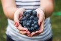 A young woman holding a bunch of red wine grapes in a vineyard. Royalty Free Stock Photo