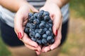 A young woman holding a bunch of red wine grapes in a vineyard. Royalty Free Stock Photo