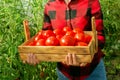 Young woman holding crate of tomatoes Royalty Free Stock Photo