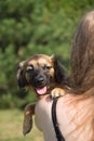 Young woman is holding a dog Royalty Free Stock Photo