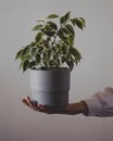 Young woman is holding ficus pot