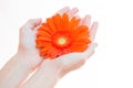 Young woman holding flower in her hands Royalty Free Stock Photo