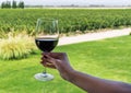 A young woman holding a glass of red wine against the background of vineyard. Royalty Free Stock Photo