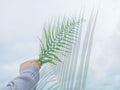 Young woman holding green fern leaf in hand with palm leaves shadow on blue sky clouds background. Natural backgrounds. Royalty Free Stock Photo