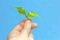 Young woman holding green leaves of tea plant against blue sky Royalty Free Stock Photo