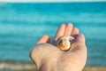 Young Woman Holding in Hand Beautiful Spiral Sea Shell. Blue Turquoise Water Background Golden Sunlight. Soft Natural Light