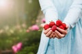 Young woman holding a handful of fresh organic strawberries Royalty Free Stock Photo