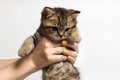 Young woman holding a little kitten in her arms Royalty Free Stock Photo