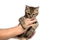 Young woman holding a little kitten in her arms Royalty Free Stock Photo