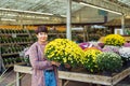 Young Woman holding potted yellow chrysanthemum daisy flowers at garden shopping center. Autumn ideas of outdoor decorating. Hobby Royalty Free Stock Photo