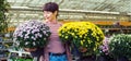 Young Woman holding potted yellow and pink chrysanthemum daisy flowers at garden shopping center. Autumn ideas of outdoor Royalty Free Stock Photo