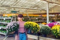 Young Woman holding potted yellow and pink chrysanthemum daisy flowers at garden shopping center. Autumn ideas of outdoor Royalty Free Stock Photo
