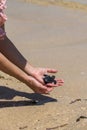 Young woman holding small baby turtle hatchling ready for release into the open sea or ocean Royalty Free Stock Photo