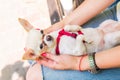 Young woman holding a small chihuahua dog, puppy. Cute pet. Top view. Selective focus. Copy space Royalty Free Stock Photo