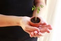 Young woman holding a small tomato plant in her hands Royalty Free Stock Photo