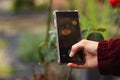 Young woman is holding smart-phone making photo of the water drops on the flowers. Photographing with smartphone. Smartphone Royalty Free Stock Photo