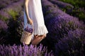 Young woman holding a straw basket with lavender flowers standing on the lavender field. Girl dressed in a white dress standing be Royalty Free Stock Photo