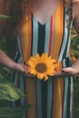 Young woman is holding sunflower in her hands. Part of girl body in a colorful striped dress with long red hair in the field of su Royalty Free Stock Photo