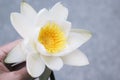 Young woman holding a white water lily in her hands, grey background