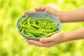 Young woman holding wicker basket with fresh green peas outdoors, closeup Royalty Free Stock Photo