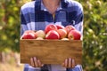 Young woman holding wooden crate with ripe apples, closeup Royalty Free Stock Photo