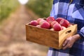 Young woman holding wooden crate with ripe apples outdoors Royalty Free Stock Photo