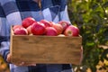Young woman holding wooden crate with ripe apples outdoors Royalty Free Stock Photo