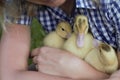 Young woman holding a yellow duckling in her hands in countryside. Royalty Free Stock Photo