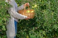 Young woman holds a basket of ripe green apples Golden Delicious Royalty Free Stock Photo