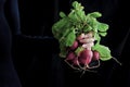 A young woman holds a bunch of radish with green leaves on a dark background, close up Royalty Free Stock Photo