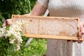 young woman holds a frame with honeycombs full of fresh acacia honey, a new harvest of a sweet bee delicacy, Royalty Free Stock Photo